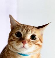 descargar wallpaper de animales